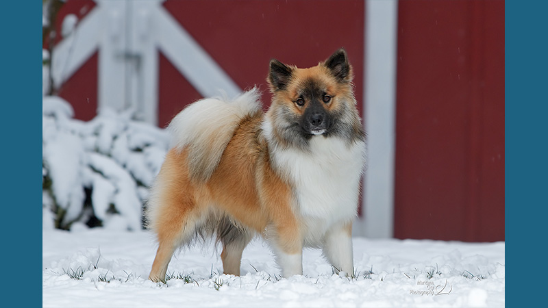 Icelandic Sheepdog 1