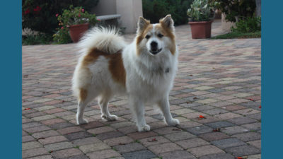 Icelandic Sheepdog 10