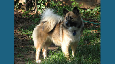 Icelandic Sheepdog 2