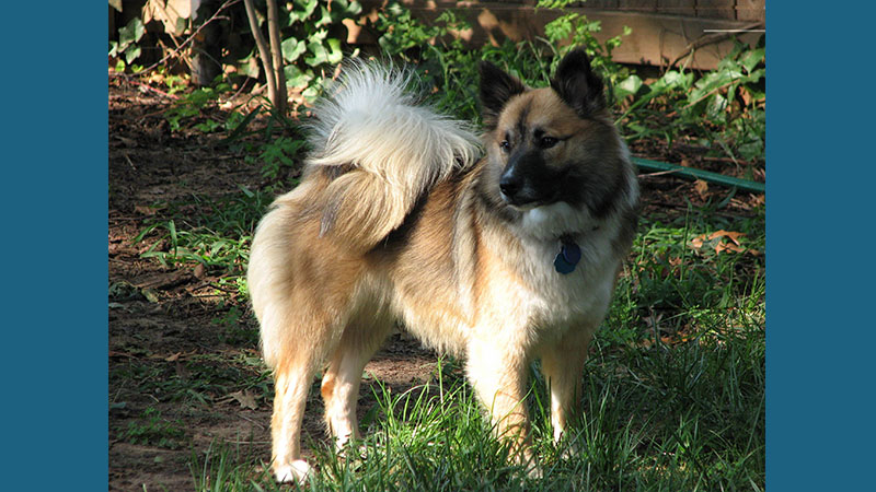 Icelandic Sheepdog 2