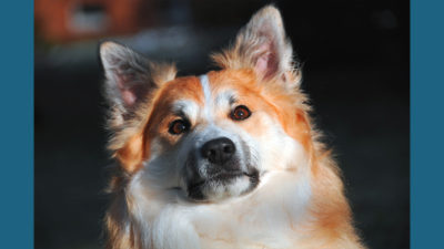 Icelandic Sheepdog 3