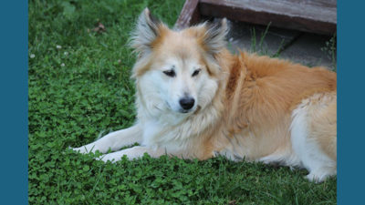 Icelandic Sheepdog 4