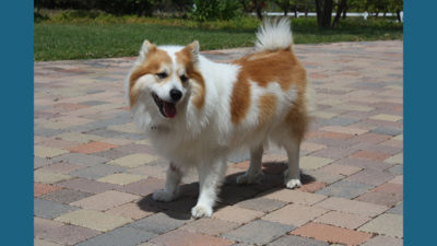 Icelandic Sheepdog 5