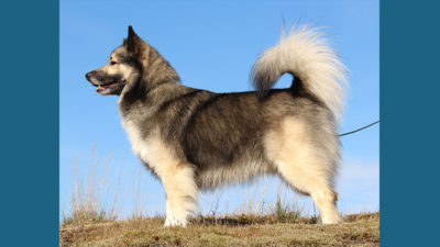 Icelandic Sheepdog 6