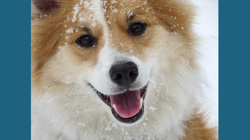 Icelandic Sheepdog 7