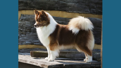 Icelandic Sheepdog 8