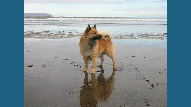 Icelandic Sheepdog 9