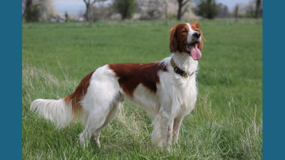 Irish Red and White Setter 1