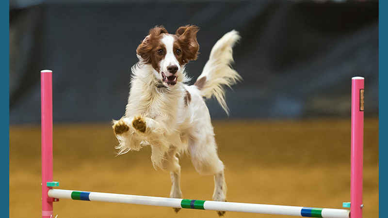 Irish Red and White Setter 10