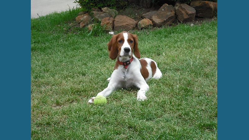 Irish Red and White Setter 11