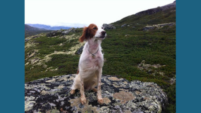 Irish Red and White Setter 12