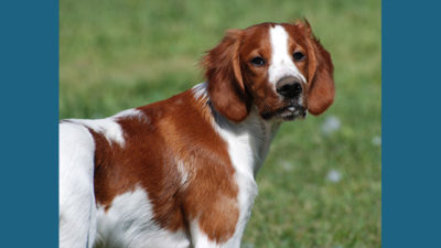 Irish Red and White Setter 13