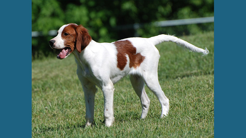 Irish Red and White Setter 2