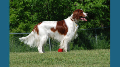 Irish Red and White Setter 3