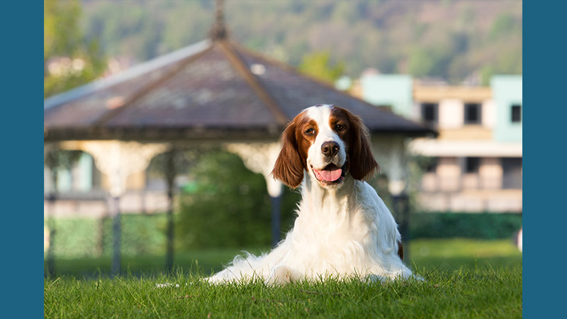 Irish Red and White Setter 4