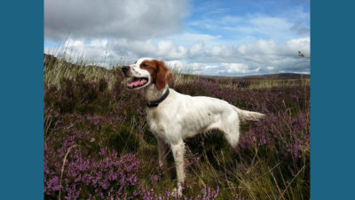 Irish Red and White Setter 5