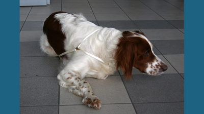 Irish Red and White Setter 6