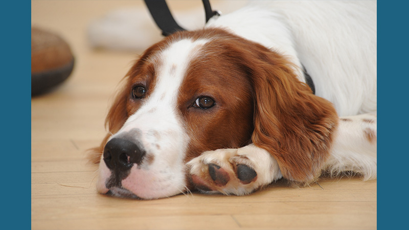 Irish Red and White Setter 7