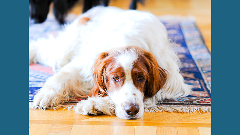 Irish Red and White Setter 8