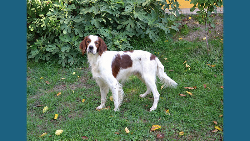 Irish Red and White Setter 9