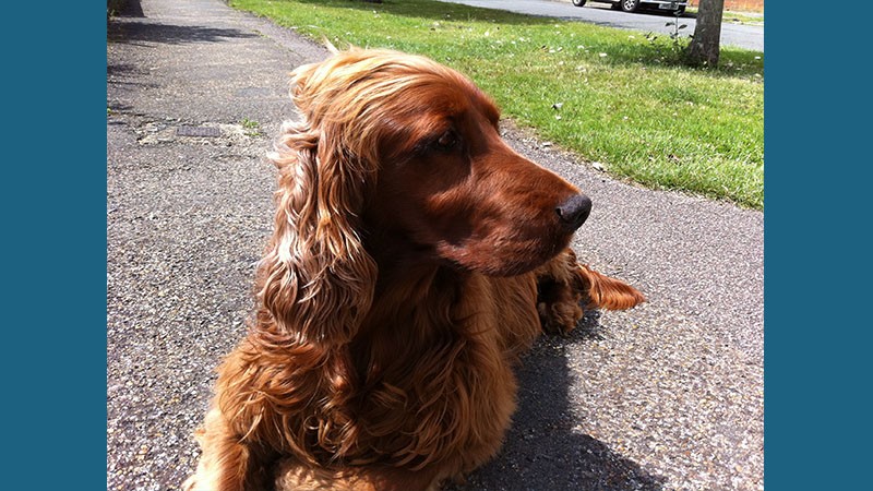 Irish Setter 1