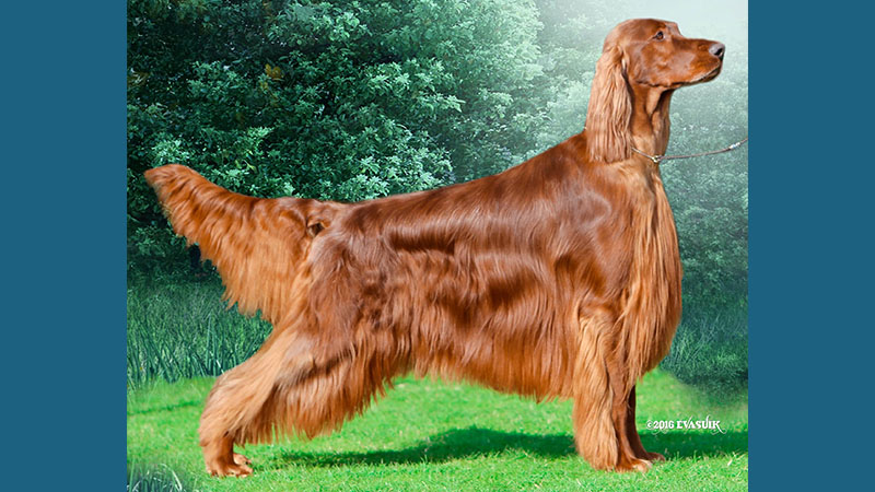 Irish Setter 10