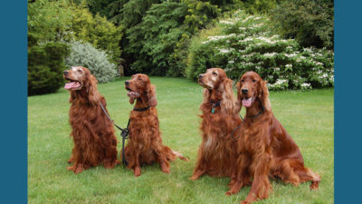 Irish Setter 11