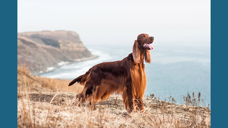 Irish Setter 12