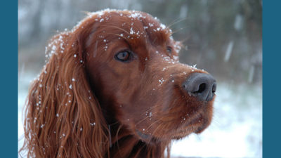 Irish Setter 14