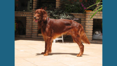 Irish Setter 2