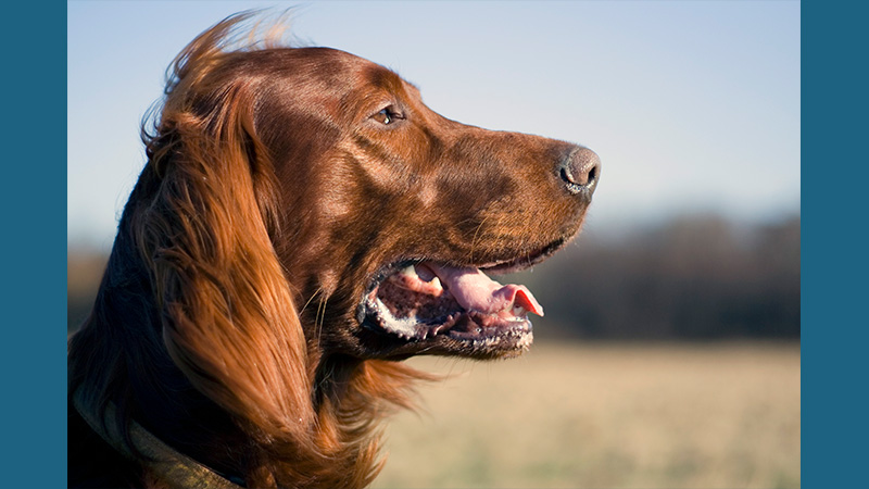 Irish Setter 3