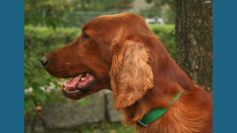 Irish Setter 5