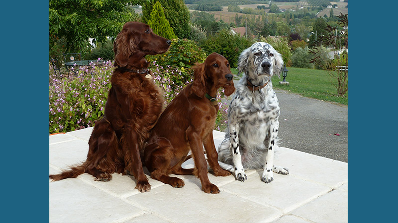 Irish Setter 6