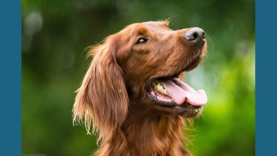 Irish Setter 7