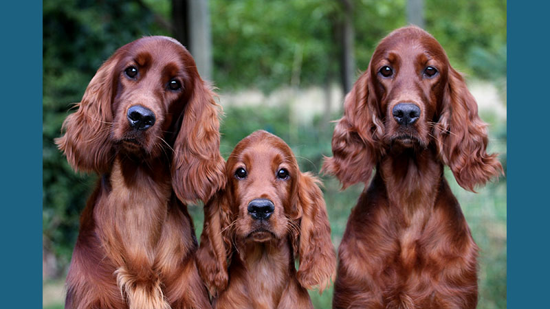 Irish Setter 8