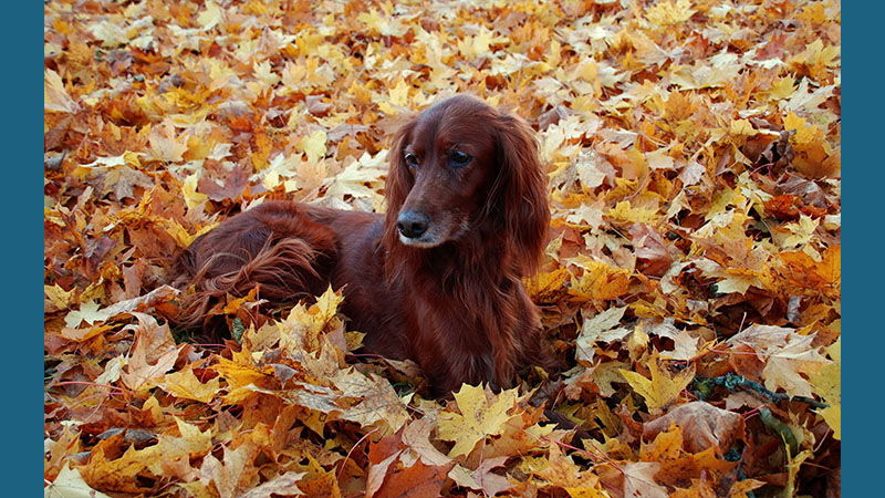 Irish Setter 9