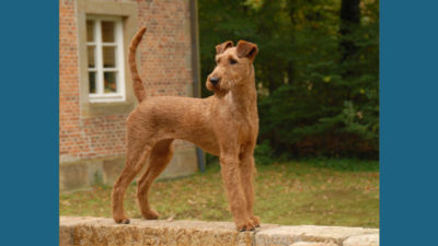 Irish Terrier 1