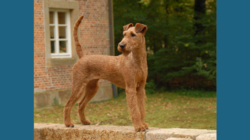 Irish Terrier 1