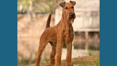 Irish Terrier 10