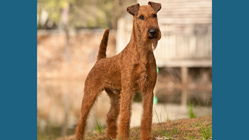 Irish Terrier 10