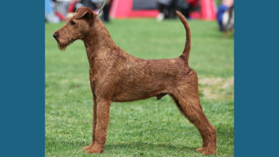 Irish Terrier 12