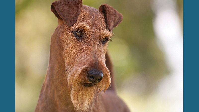 Irish Terrier 13