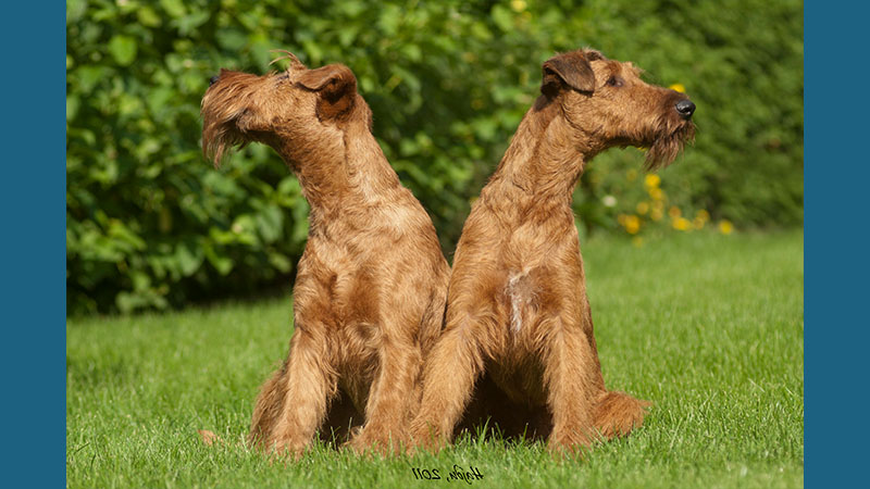 Irish Terrier 14