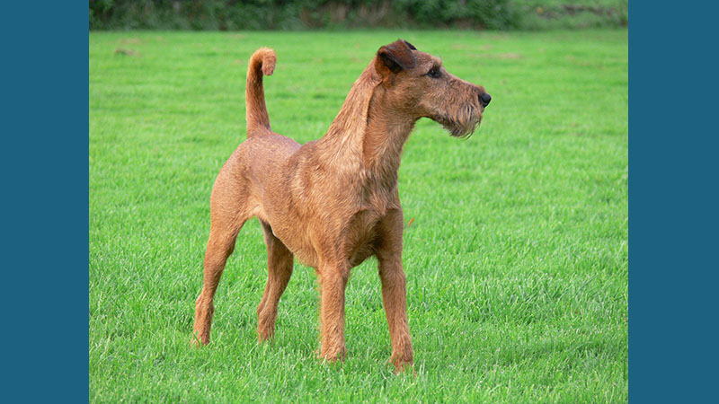 Irish Terrier 15