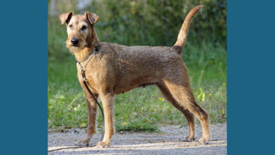 Irish Terrier 2