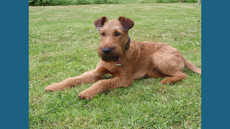 Irish Terrier 3