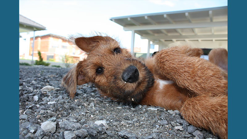 Irish Terrier 4