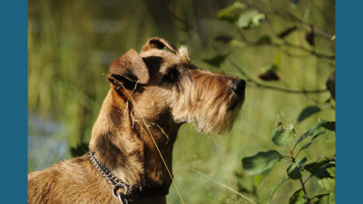 Irish Terrier 5