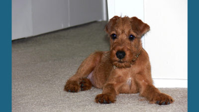 Irish Terrier 6