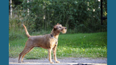 Irish Terrier 7